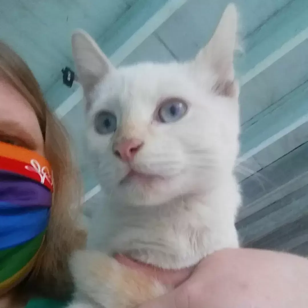 Free Kittens