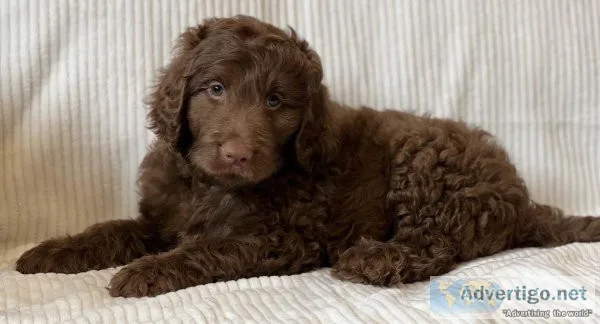 F1B Labradoodle Pups