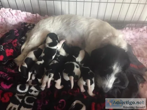AKC Wire-haired Miniature Dachshunds