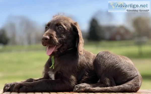 F1 Labradoodles