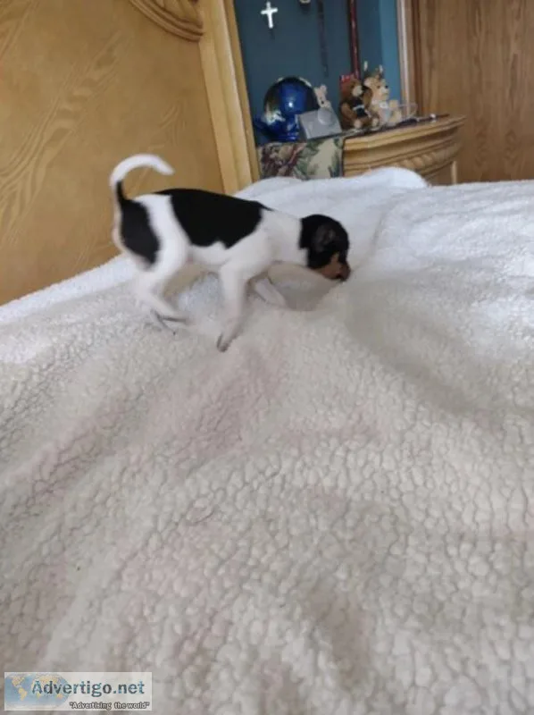 Chihuahua