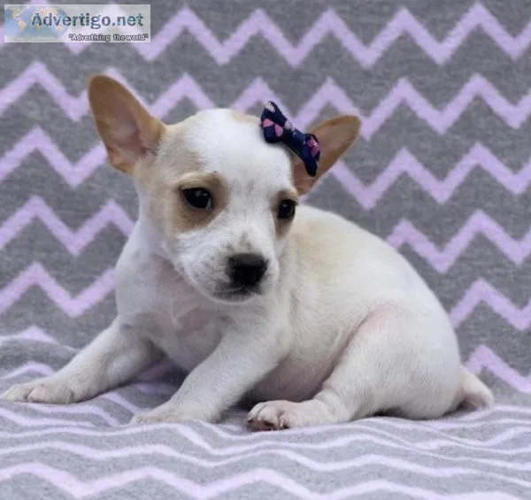 French Bulldog