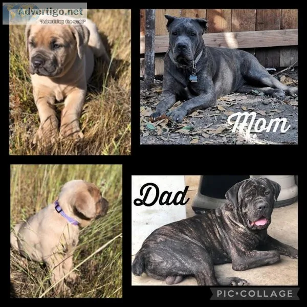 Itallian Cane Corso