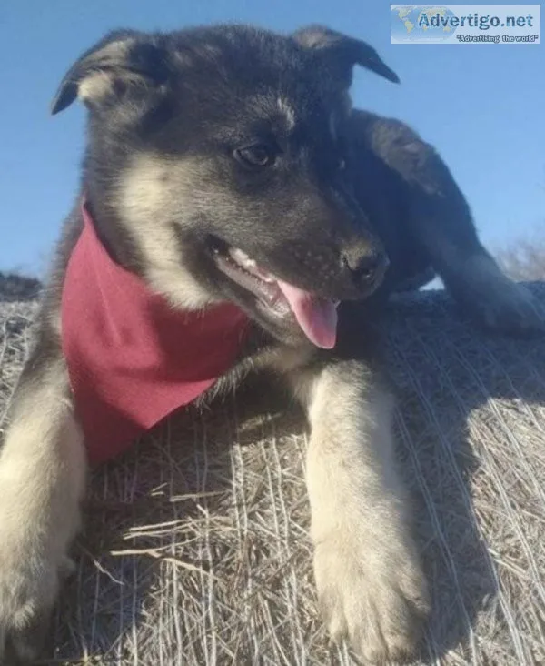 Gerberian Shepsky