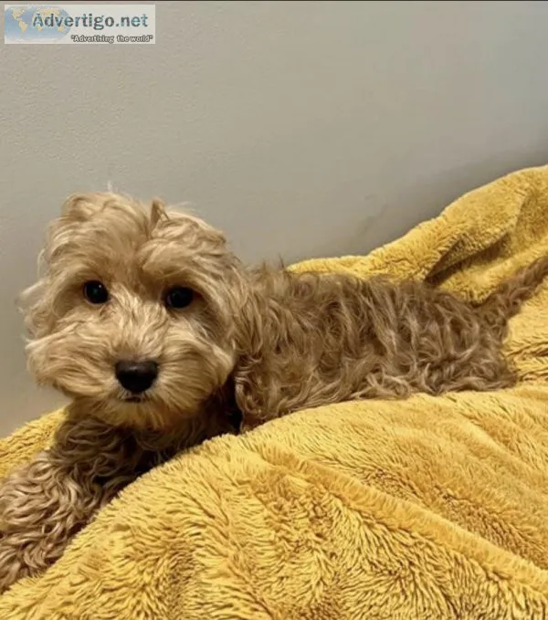 F1 Cavapoo