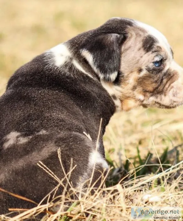 Catahoula Leopard Dog