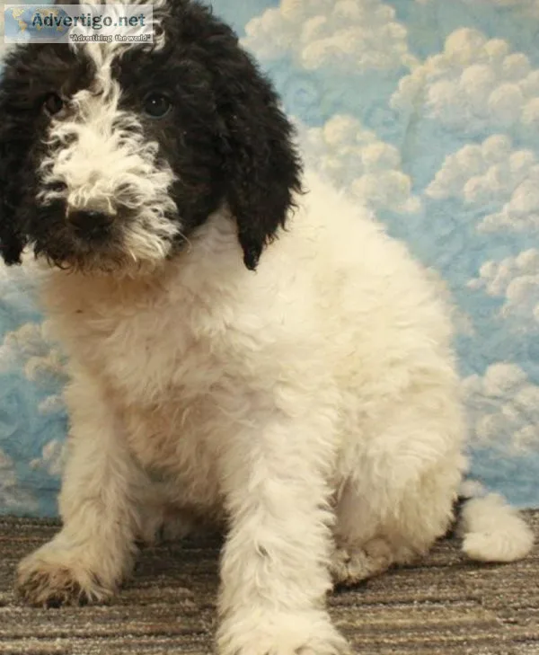 F1B Labradoodle