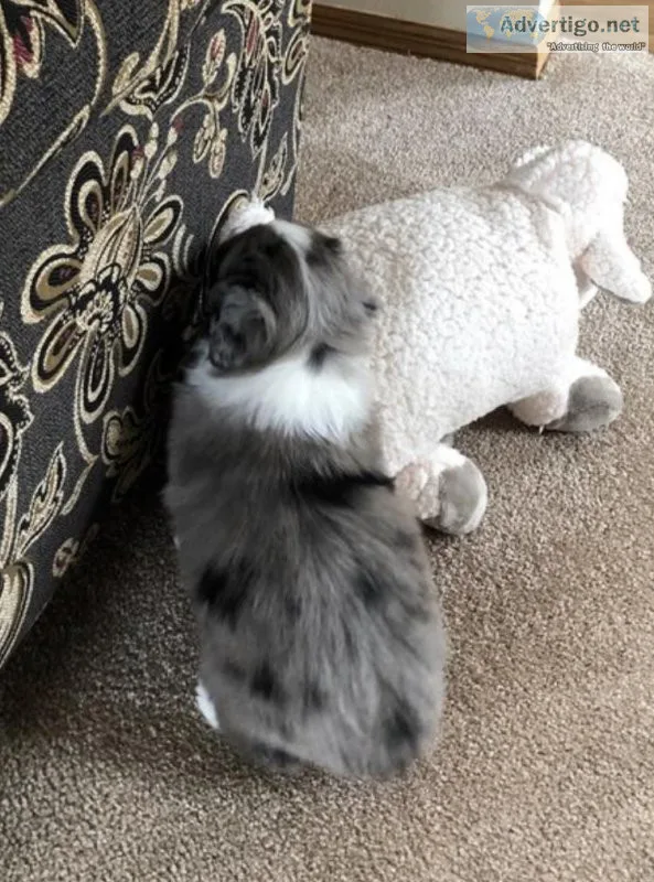 Australian Shepherd