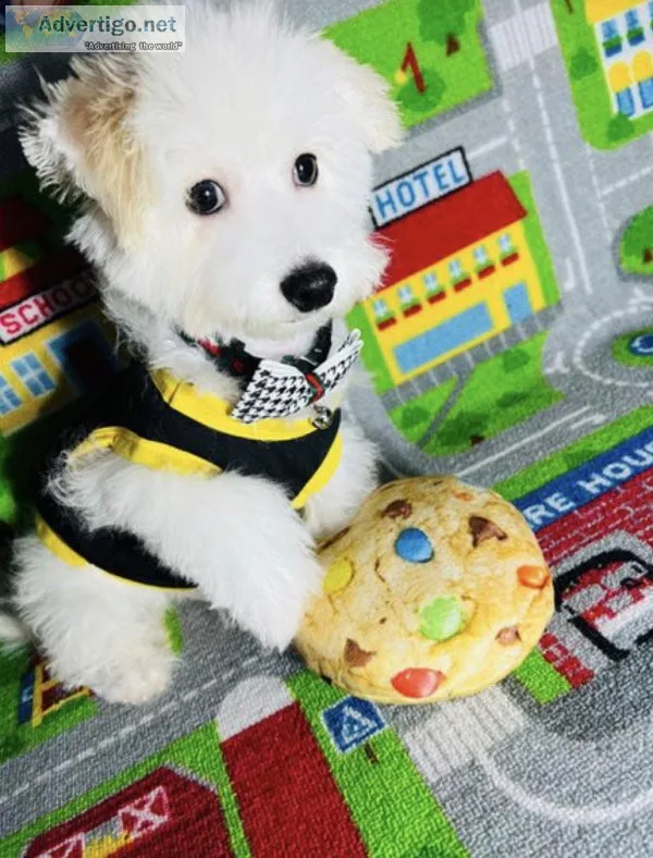 F1B Malti Poo - Maltipoo