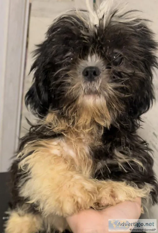 Pure shih tzu