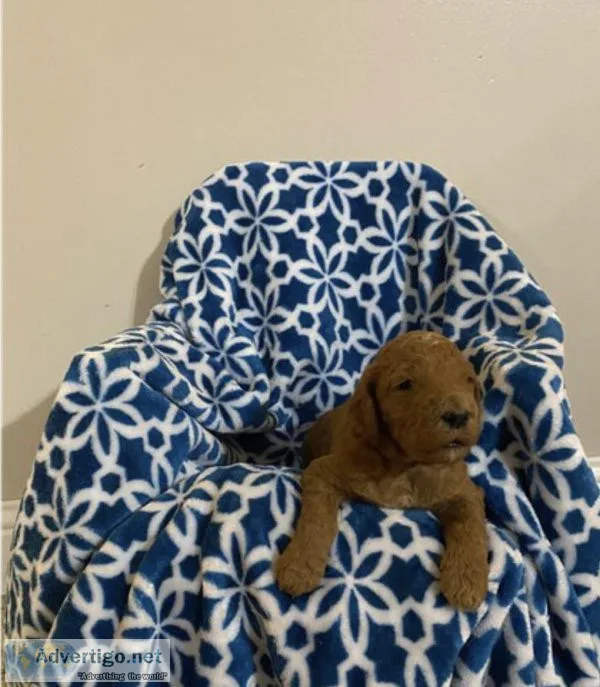 Theo F1B Goldendoodle