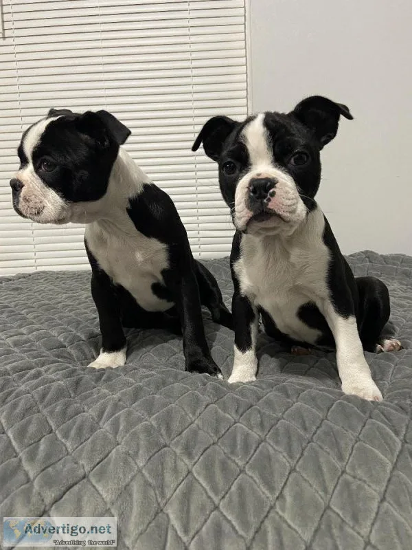 Boston terrier