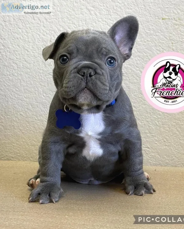 French Bulldog