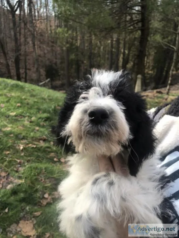 F1B Wirehaired Pointing Griffon