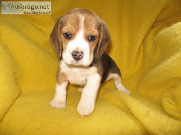 beagle pups