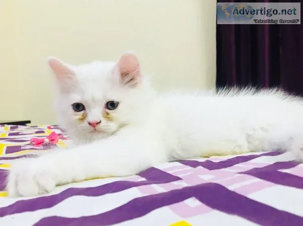 Best persian cat