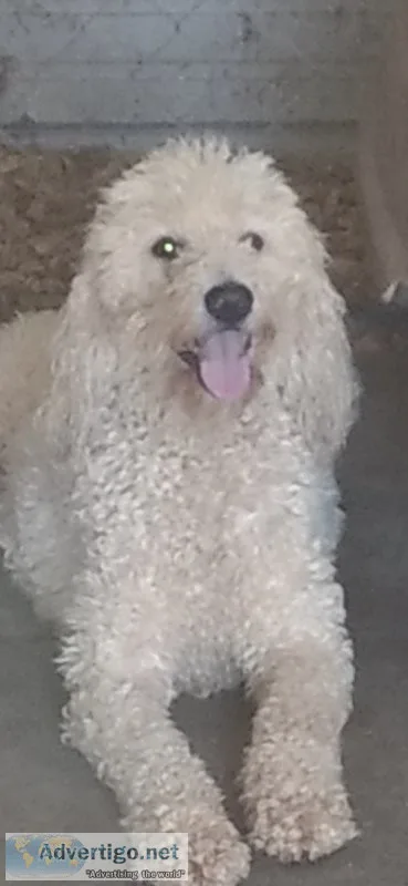 Golden doodle