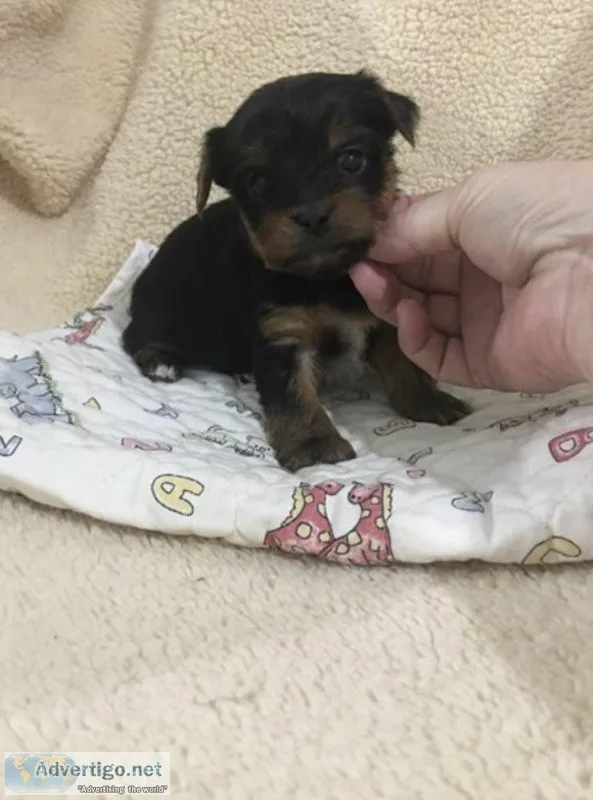 Yorkshire Terrier - Yorkie
