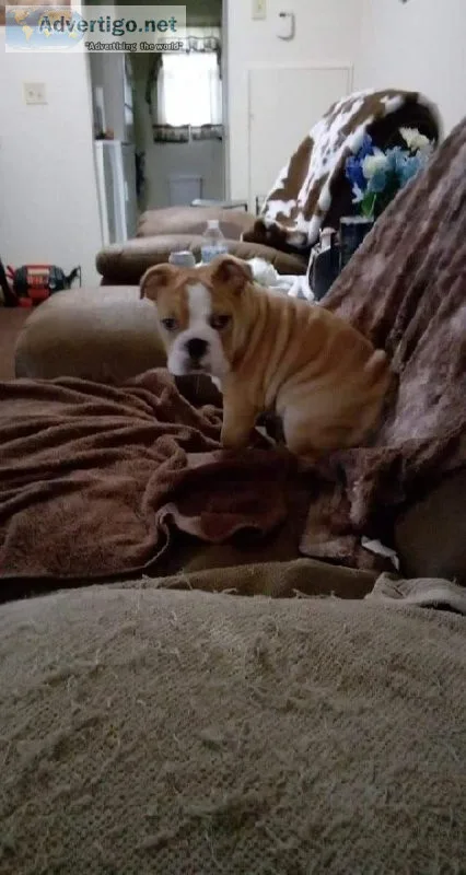 15 week old female beabull
