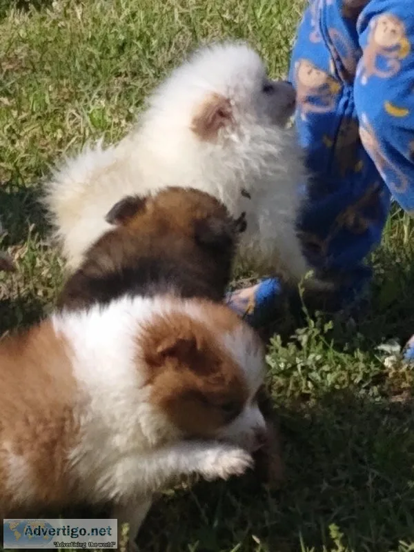 Tiny poms