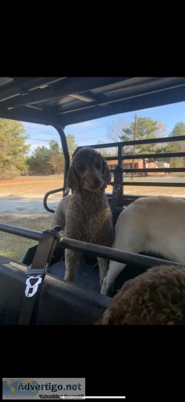 Standard poodle