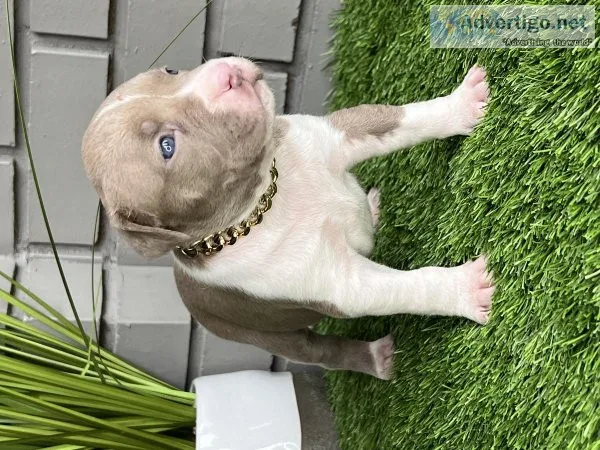American bully puppies