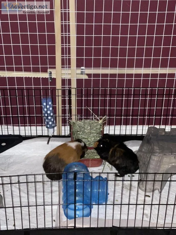 Guinea piggies