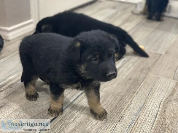 German Shepherd puppies