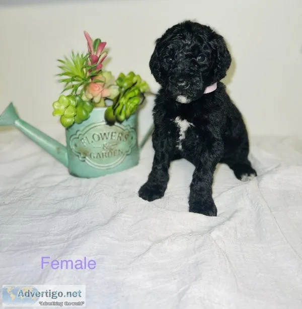Standard F1BB Goldendoodles