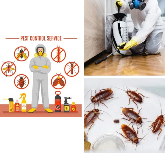 Free pest inspection - pest control services in noida - quality