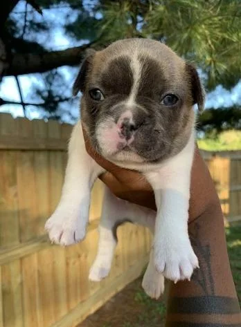 7 Weeks Old He Is Friendly Calm And Super Smart