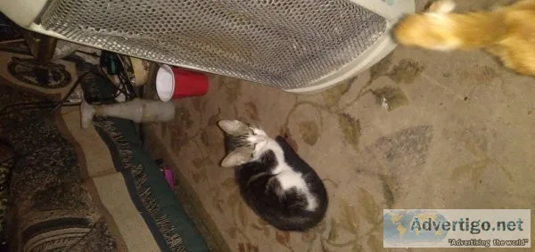 10 cats And kittens 7 mths
