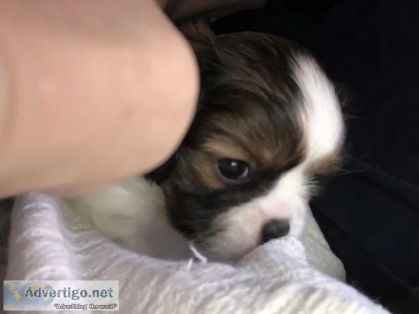 King Charles Cavalier Spaniels