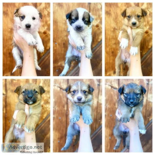 Cattle Dog Puppies