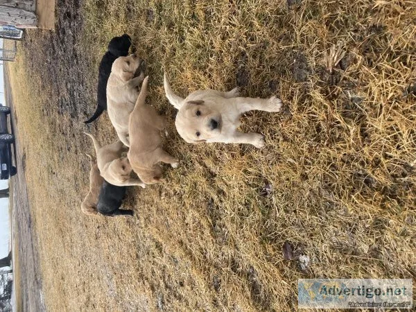 English setter lab puppies
