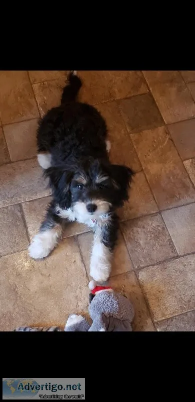 7 month female micro bernadoodle