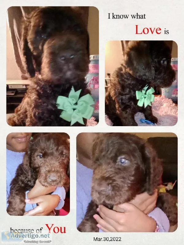 Labradoodle Puppies