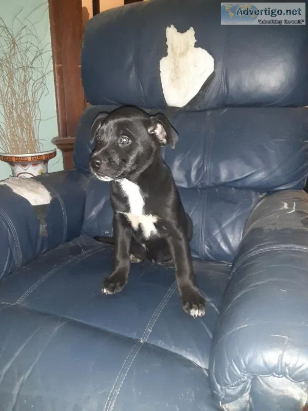 Mixed LabTerrier