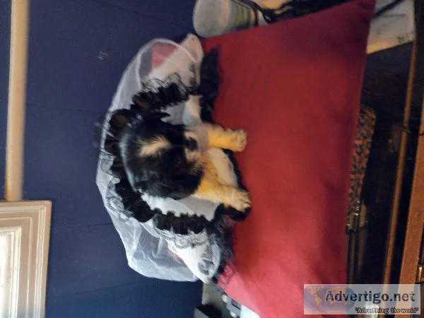 I have two Shih poo puppies