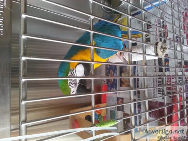MacawsParrotshop