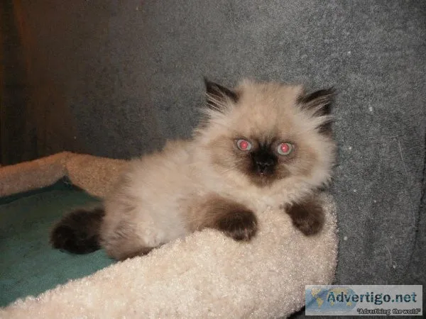 Himalayan Pointed Kittens