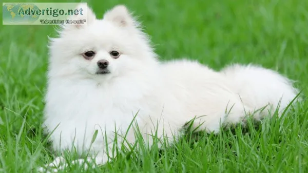 Find Best Anti Tick Dog Shampoo  Disinfecto