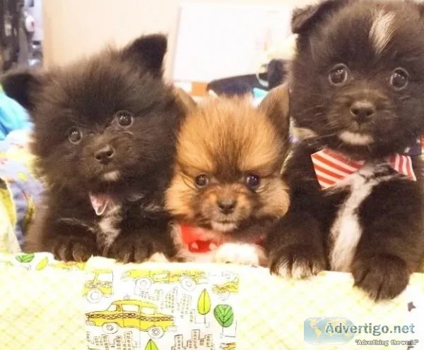 Puppies