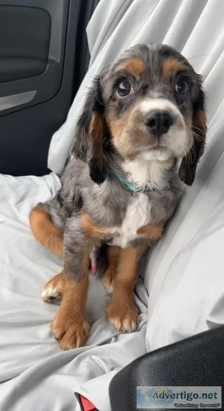 Puppy