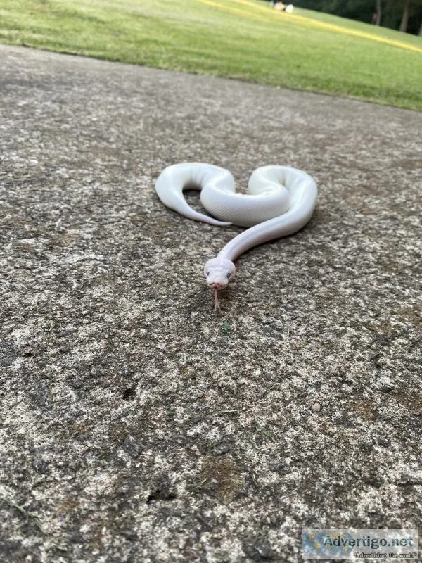 Ball pythons for rehoming