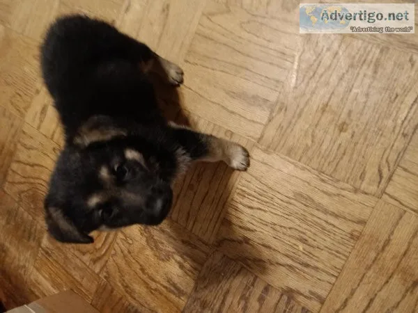 6 Beautiful A.K.C. German Shepherd Puppies