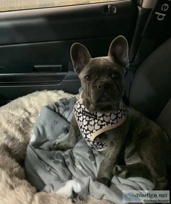 French Bulldog