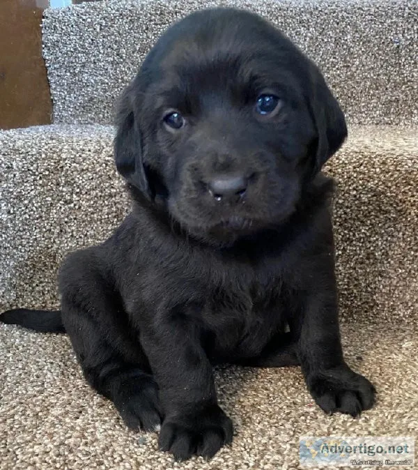 LABRADOODLE puppies