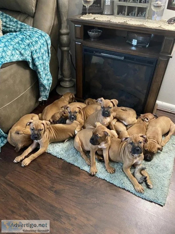Boxer Mastiff puppies 9 weeks old
