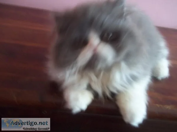 OUTSTANDING PERSIAN KITTENS